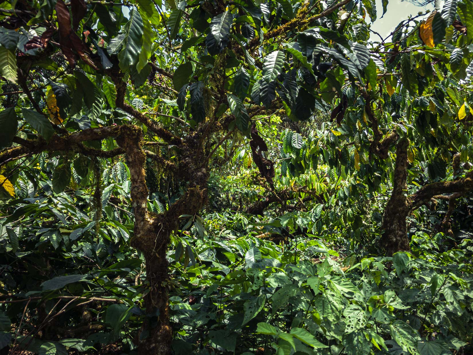 A spice, tea and coffee garden, a veritable paradise of biodiversity in the Western Ghats of Karnataka A spice, tea and coffee garden, a veritable paradise of biodiversity in the Western Ghats of Karnataka